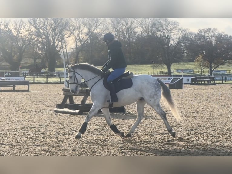 Irish Sport Horse Gelding 6 years 15,1 hh Gray in Battle