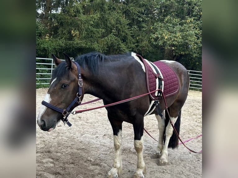 Irish Sport Horse Gelding 6 years 15.1 hh Pinto in Eydelstedt