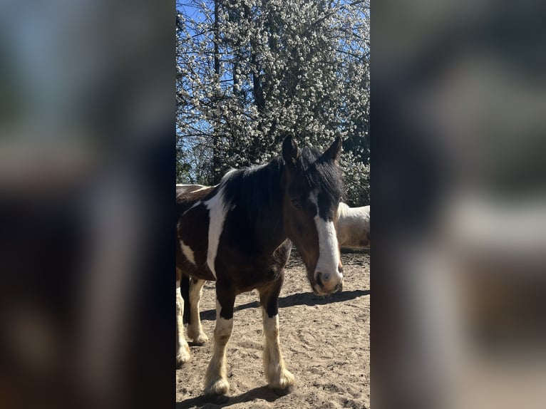 Irish Sport Horse Gelding 6 years 15.1 hh Pinto in Eydelstedt