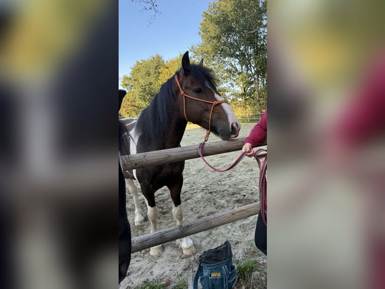 Irish Sport Horse Gelding 6 years 15.1 hh Pinto in Eydelstedt