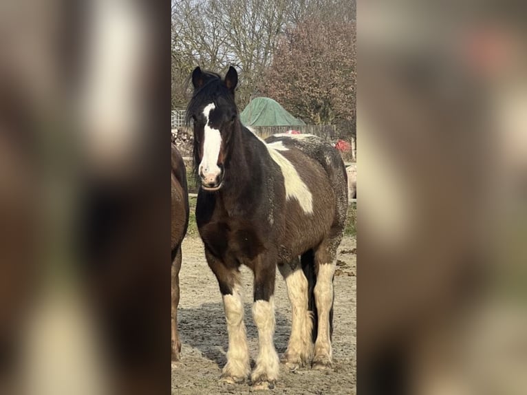 Irish Sport Horse Gelding 6 years 15.1 hh Pinto in Eydelstedt