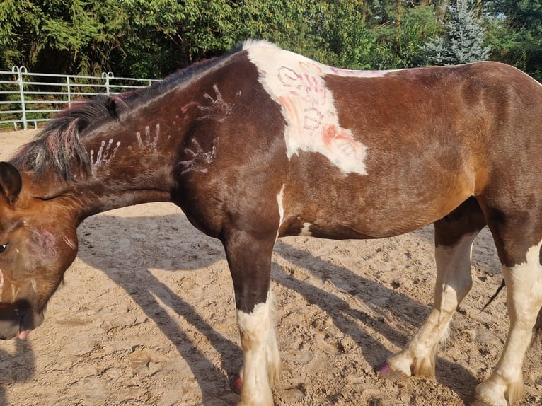 Irish Sport Horse Gelding 6 years 15.1 hh Pinto in Eydelstedt