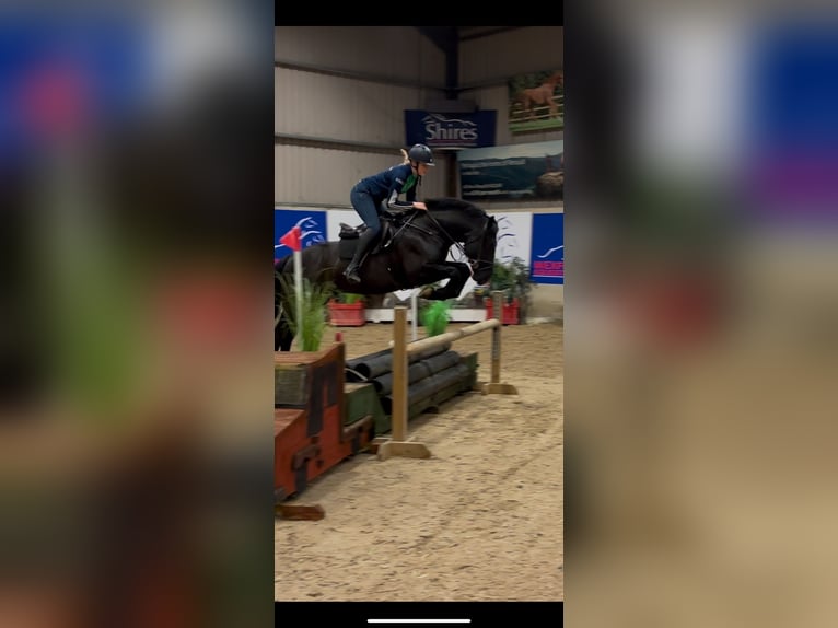 Irish Sport Horse Gelding 6 years 15.2 hh Black in Wexford, Ireland