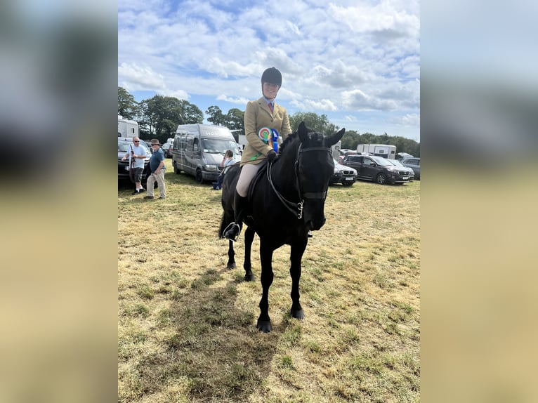 Irish Sport Horse Gelding 6 years 15.2 hh Black in Wexford, Ireland