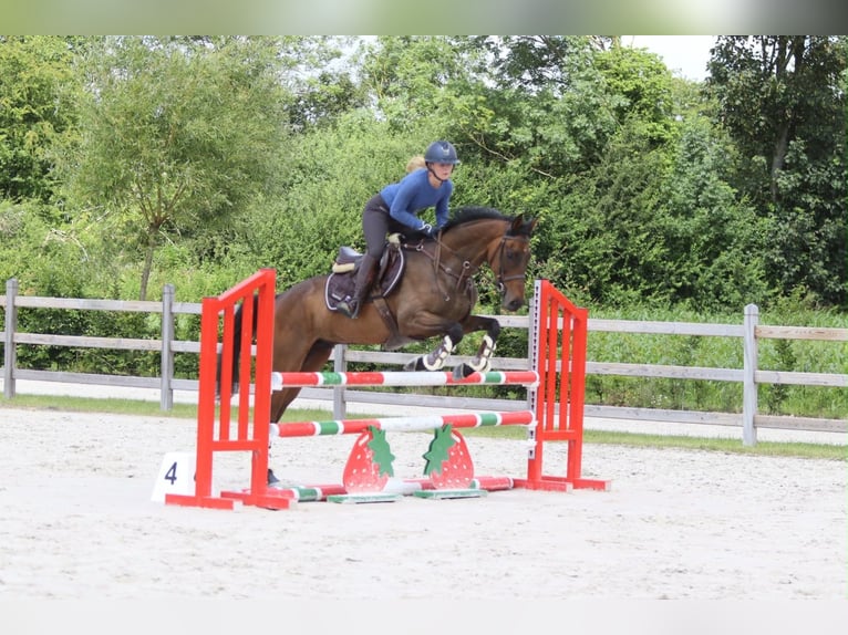 Irish Sport Horse Gelding 6 years 15.2 hh Brown in Pepingen