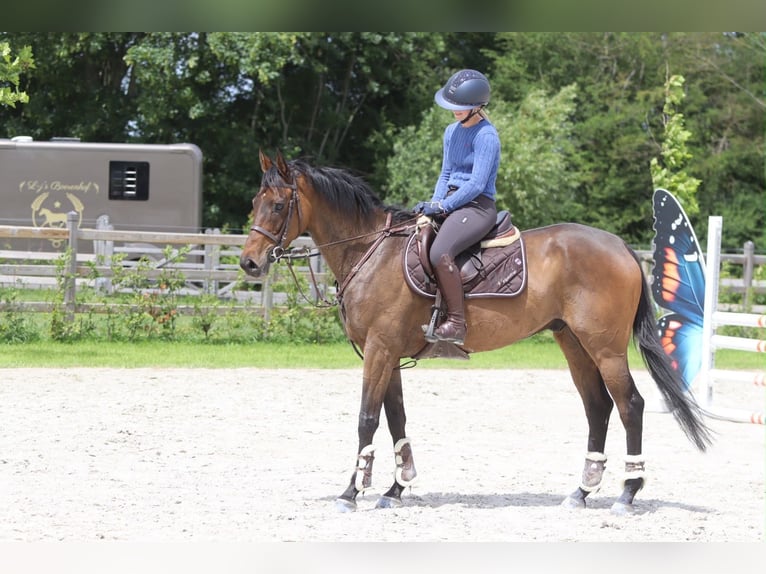 Irish Sport Horse Gelding 6 years 15.2 hh Brown in Pepingen