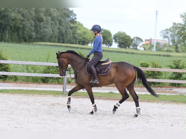 Irish Sport Horse Gelding 6 years 15.2 hh Brown in Pepingen