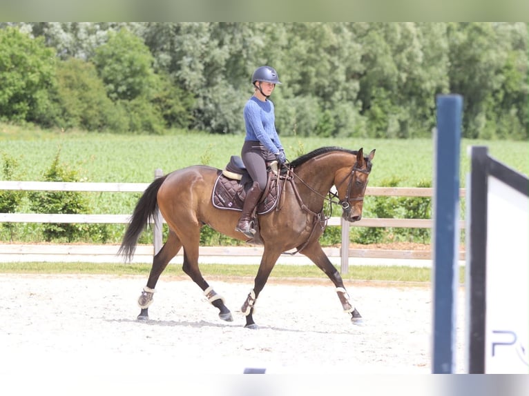 Irish Sport Horse Gelding 6 years 15.2 hh Brown in Pepingen