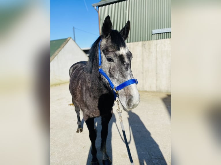 Irish Sport Horse Gelding 6 years 15,2 hh Gray-Blue-Tan in Sligo