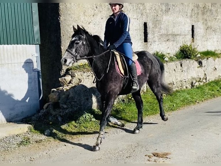 Irish Sport Horse Gelding 6 years 15,2 hh Gray-Blue-Tan in Sligo