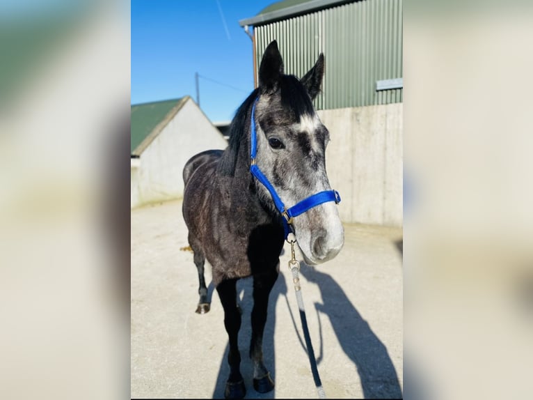 Irish Sport Horse Gelding 6 years 15,2 hh Gray-Blue-Tan in Sligo