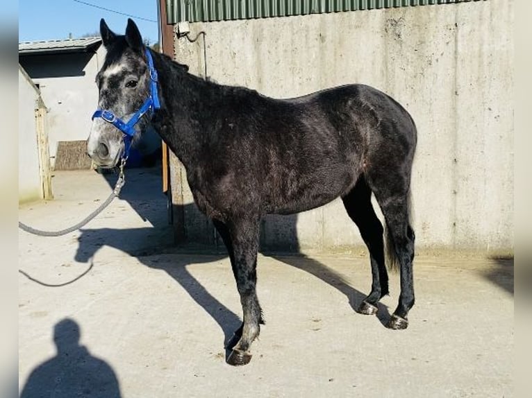 Irish Sport Horse Gelding 6 years 15,2 hh Gray-Blue-Tan in Sligo