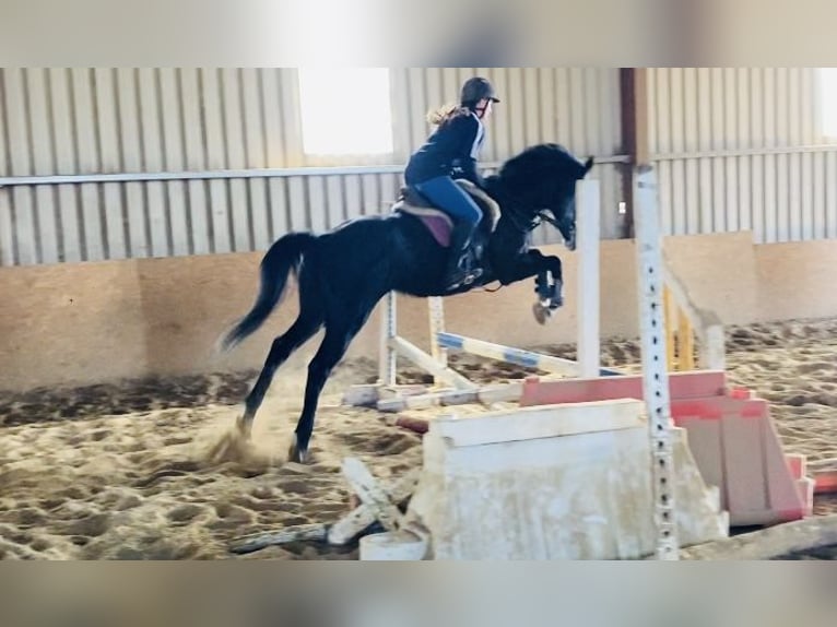 Irish Sport Horse Gelding 6 years 15,2 hh Gray-Blue-Tan in Sligo