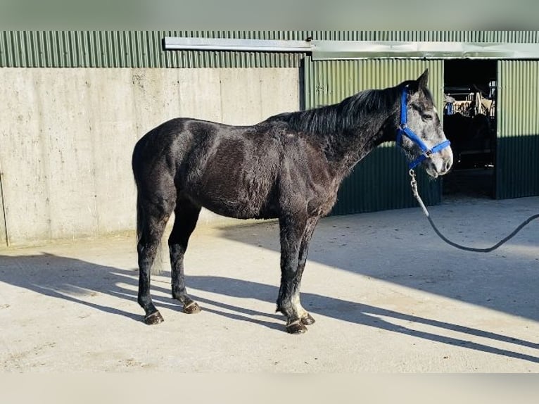 Irish Sport Horse Gelding 6 years 15,2 hh Gray-Blue-Tan in Sligo