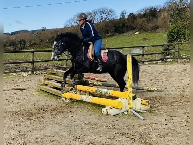 Irish Sport Horse Gelding 6 years 15,2 hh Gray-Blue-Tan in Sligo