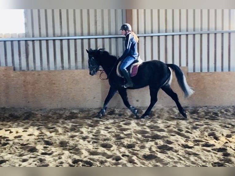 Irish Sport Horse Gelding 6 years 15,2 hh Gray-Blue-Tan in Sligo