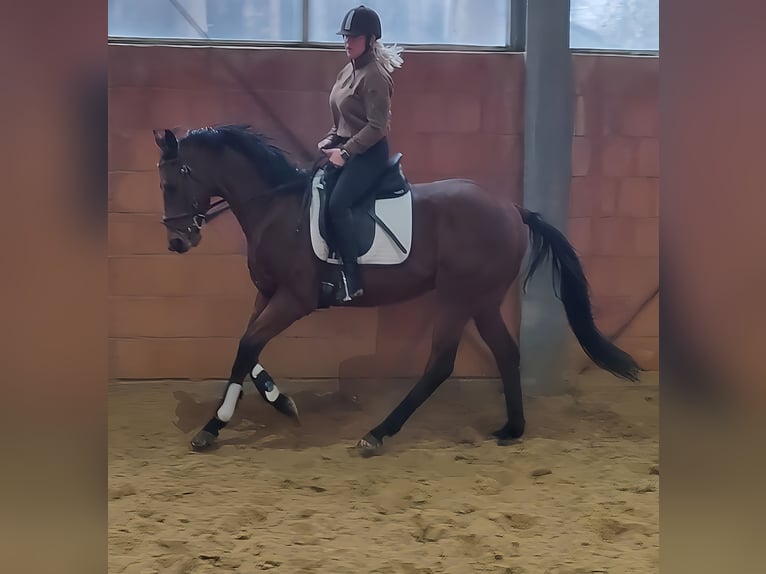 Irish Sport Horse Gelding 6 years 15,3 hh Brown in Lage