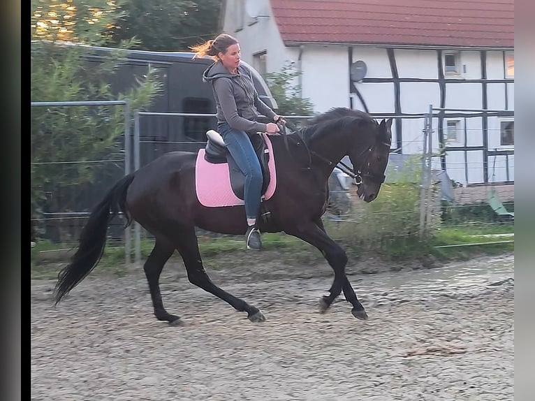 Irish Sport Horse Gelding 6 years 15,3 hh Smoky-Black in Lage