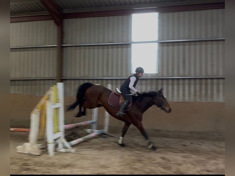 Irish Sport Horse Gelding 6 years 15 hh Bay in Sligo