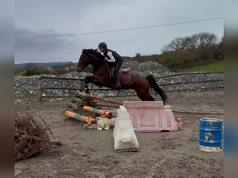 Irish Sport Horse Gelding 6 years 15 hh Bay in Sligo