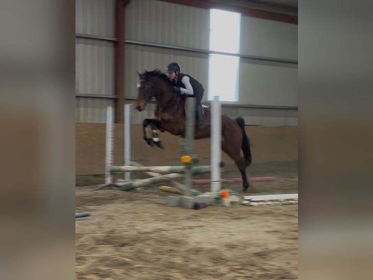 Irish Sport Horse Gelding 6 years 15 hh Bay in Sligo