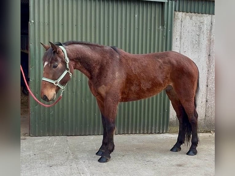 Irish Sport Horse Gelding 6 years 15 hh Bay in Sligo