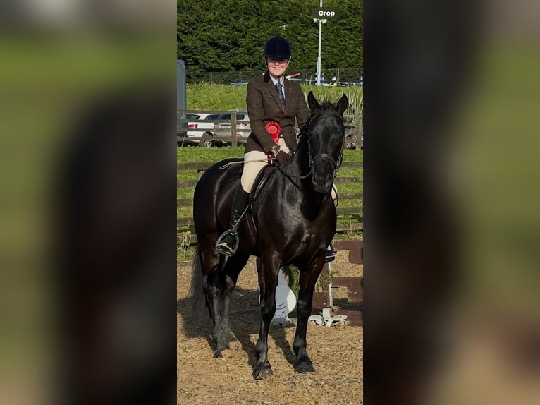 Irish Sport Horse Gelding 6 years 15,2 hh Black in Wexford, Ireland
