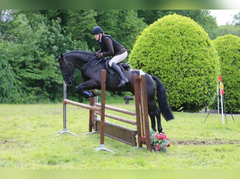 Irish Sport Horse Gelding 6 years 15,2 hh Black in Wexford, Ireland