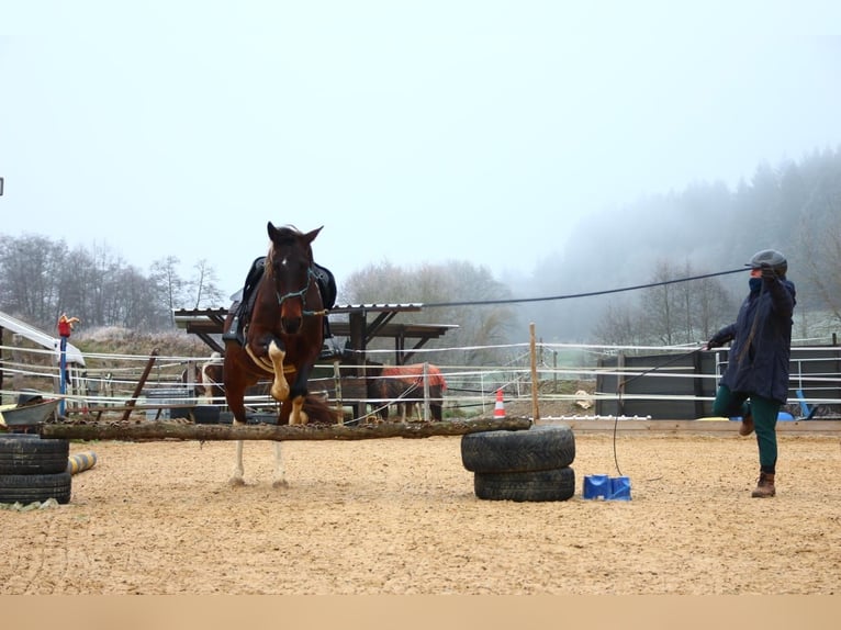 Irish Sport Horse Gelding 6 years 15,2 hh Pinto in Laubach