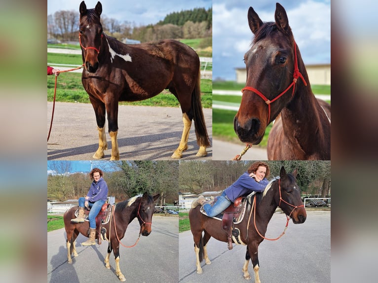 Irish Sport Horse Gelding 6 years 15,2 hh Pinto in Laubach