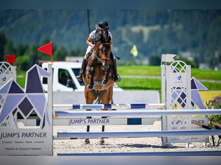 Irish Sport Horse Gelding 6 years 16.1 hh Bay-Dark in Schönenberg ZH