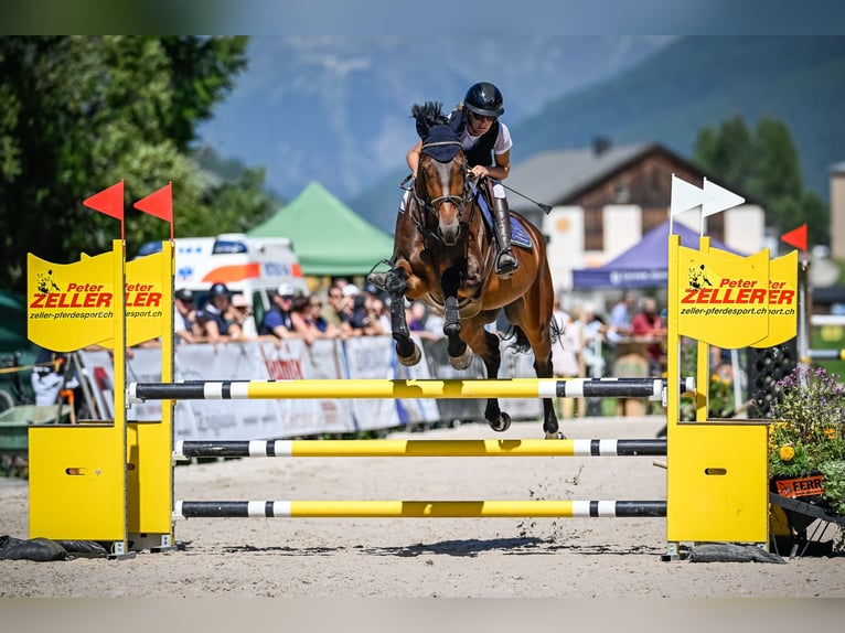 Irish Sport Horse Gelding 6 years 16.1 hh Bay-Dark in Schönenberg ZH