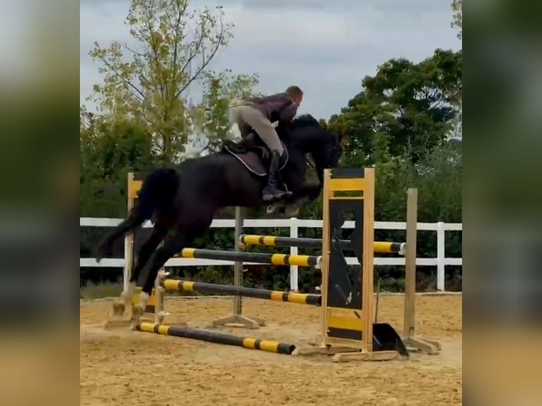 Irish Sport Horse Gelding 6 years 16,2 hh Bay-Dark in Hof
