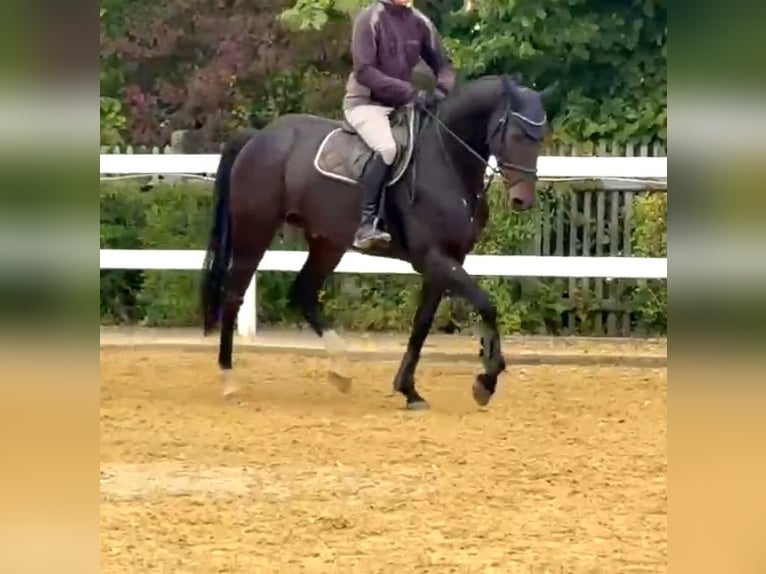 Irish Sport Horse Gelding 6 years 16,2 hh Bay-Dark in Hof