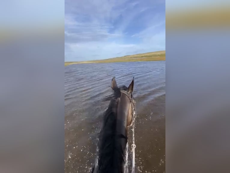 Irish Sport Horse Gelding 6 years 16,2 hh Bay-Dark in Hof