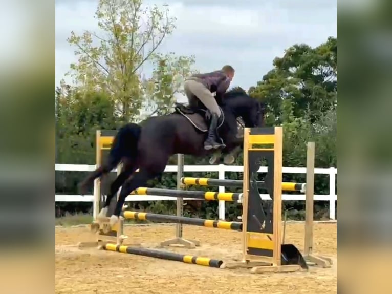 Irish Sport Horse Gelding 6 years 16,2 hh Bay-Dark in Hof