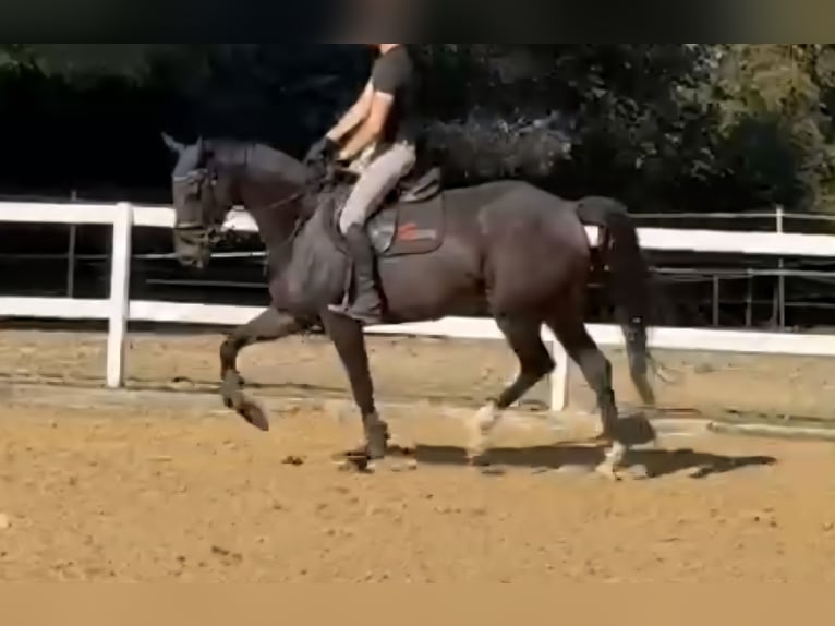 Irish Sport Horse Gelding 6 years 16,2 hh Bay-Dark in Hof