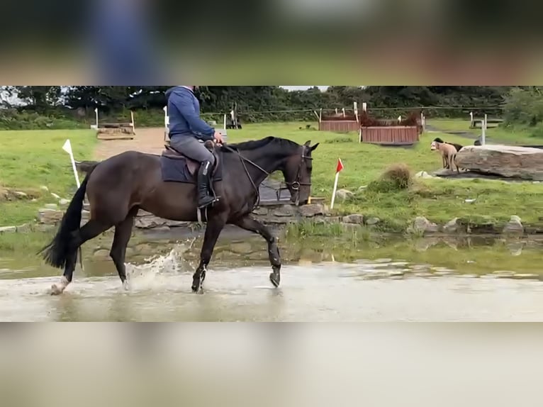 Irish Sport Horse Gelding 6 years 16,2 hh Bay-Dark in Hof