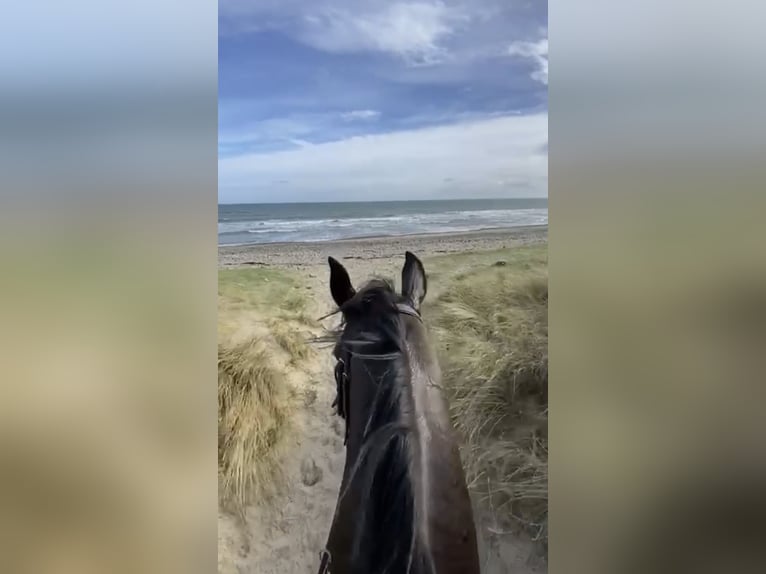 Irish Sport Horse Gelding 6 years 16,2 hh Bay-Dark in Hof