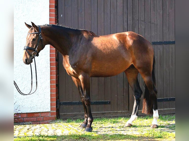 Irish Sport Horse Gelding 6 years 16,2 hh Bay-Dark in Hof