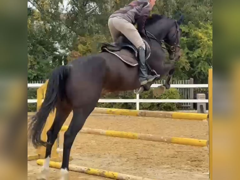 Irish Sport Horse Gelding 6 years 16,2 hh Bay-Dark in Hof