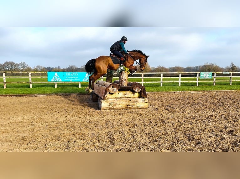 Irish Sport Horse Gelding 6 years 16,3 hh Bay in Huddersfield