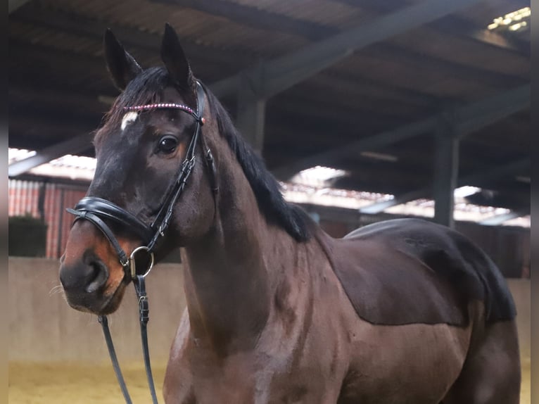 Irish Sport Horse Mix Gelding 6 years 16 hh Bay-Dark in uelsen