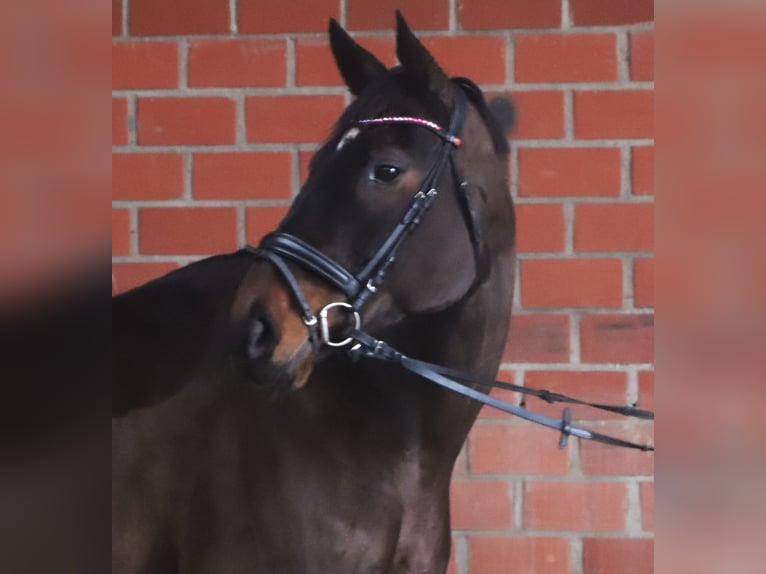 Irish Sport Horse Mix Gelding 6 years 16 hh Bay-Dark in uelsen