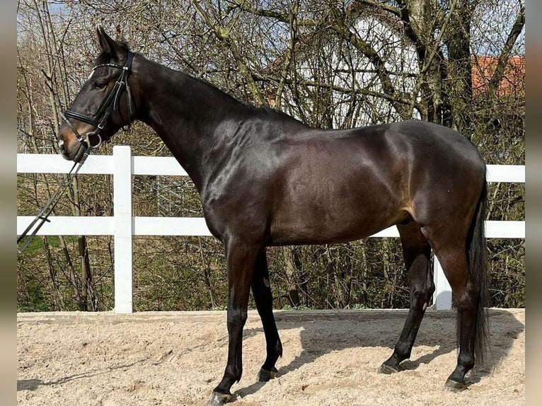 Irish Sport Horse Gelding 6 years 16 hh Bay-Dark in Loiching