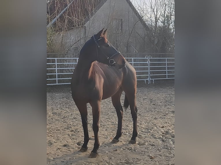 Irish Sport Horse Gelding 6 years 16 hh Bay-Dark in Lage