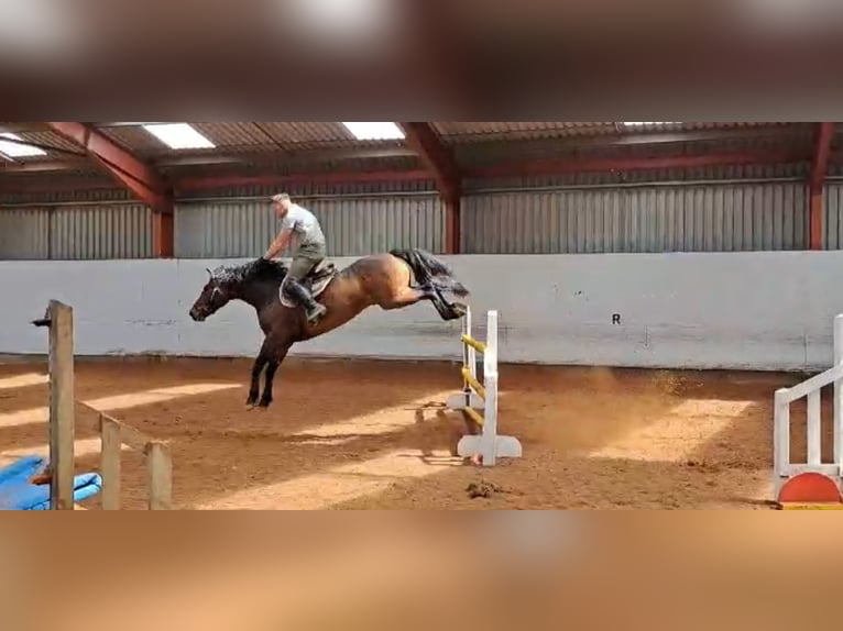 Irish Sport Horse Gelding 6 years 16 hh Bay in Cork