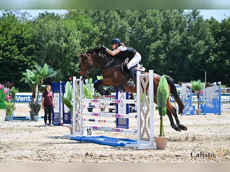Irish Sport Horse Gelding 6 years 16 hh Bay in Ljuubljana