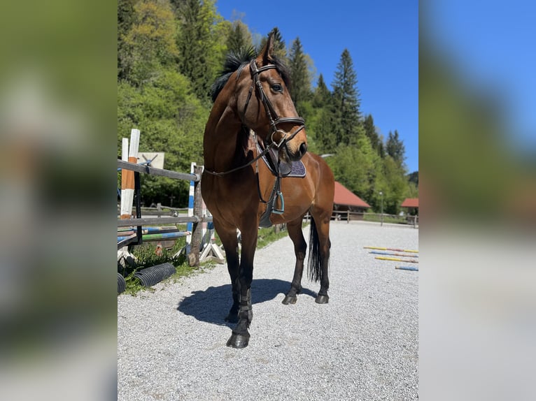 Irish Sport Horse Gelding 6 years 16 hh Bay in Ljuubljana