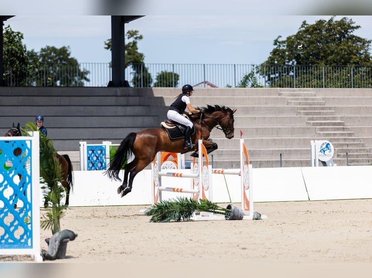 Irish Sport Horse Gelding 6 years 16 hh Bay in Ljuubljana